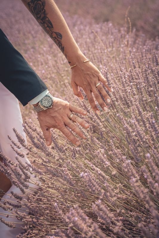 Les mains des mariés frôlant les fleurs de lavande